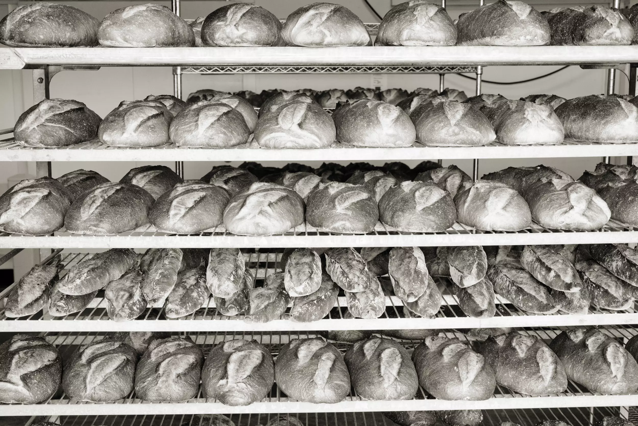 Loaves of baked bread in a cooling rack