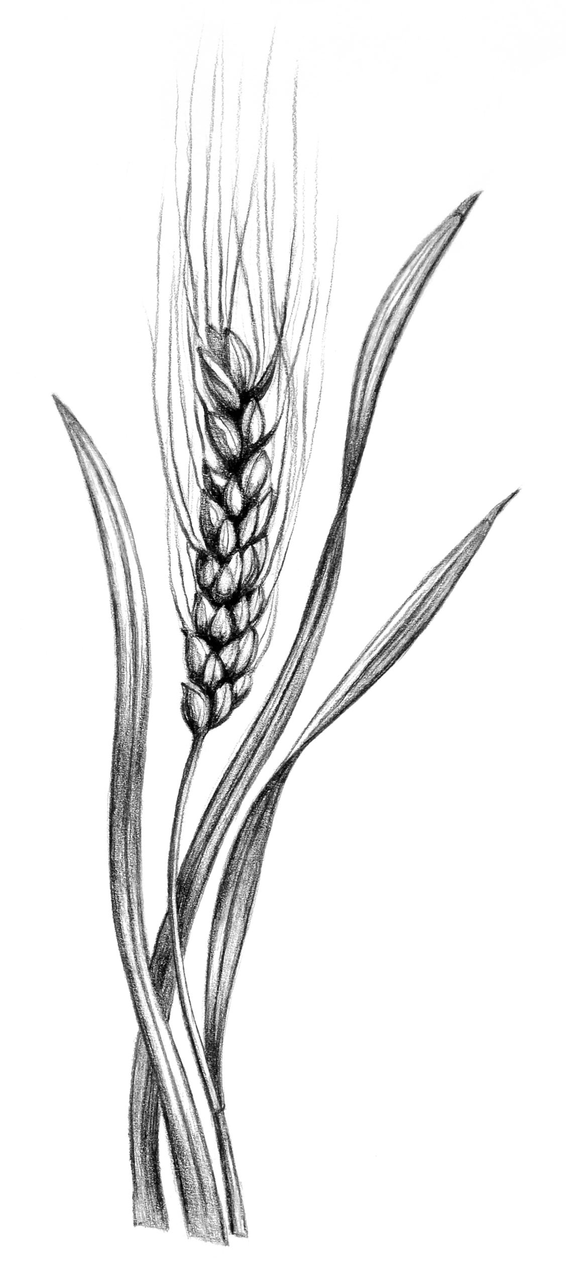 Wheat Illustration