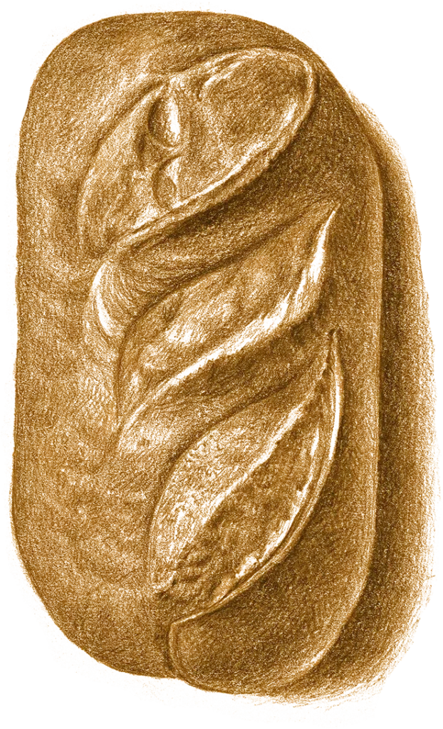 Illustration of Batard