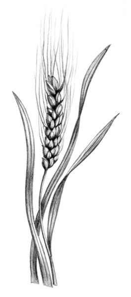 Wheat Illustration